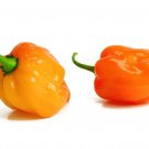 Habanero Orange Devil Orange 30 Seeds Chile Yucatan Mexico