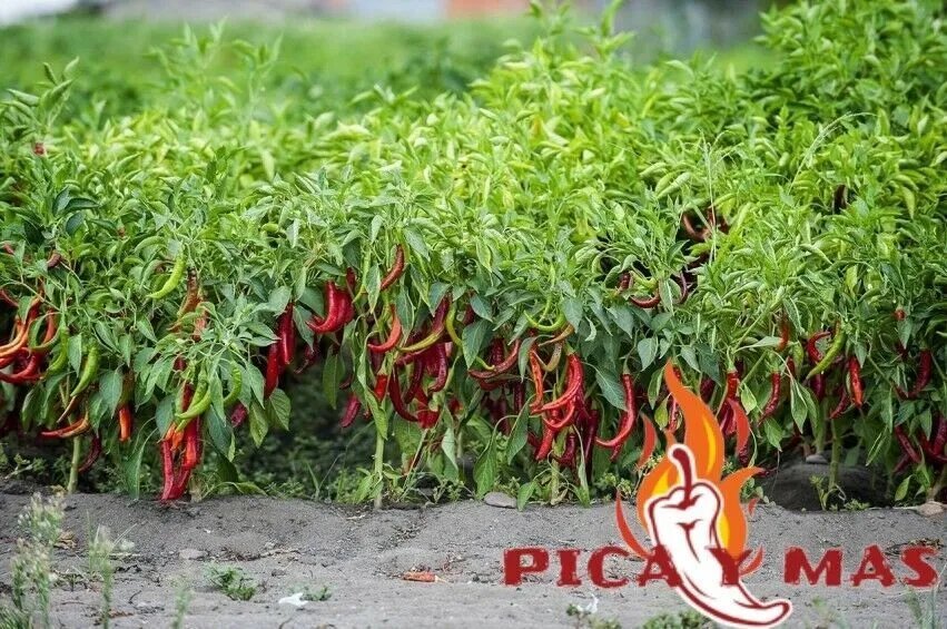 30 Pepper De La Vera Seeds Chile Seed