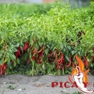 30 Pepper De La Vera Seeds Chile Seed