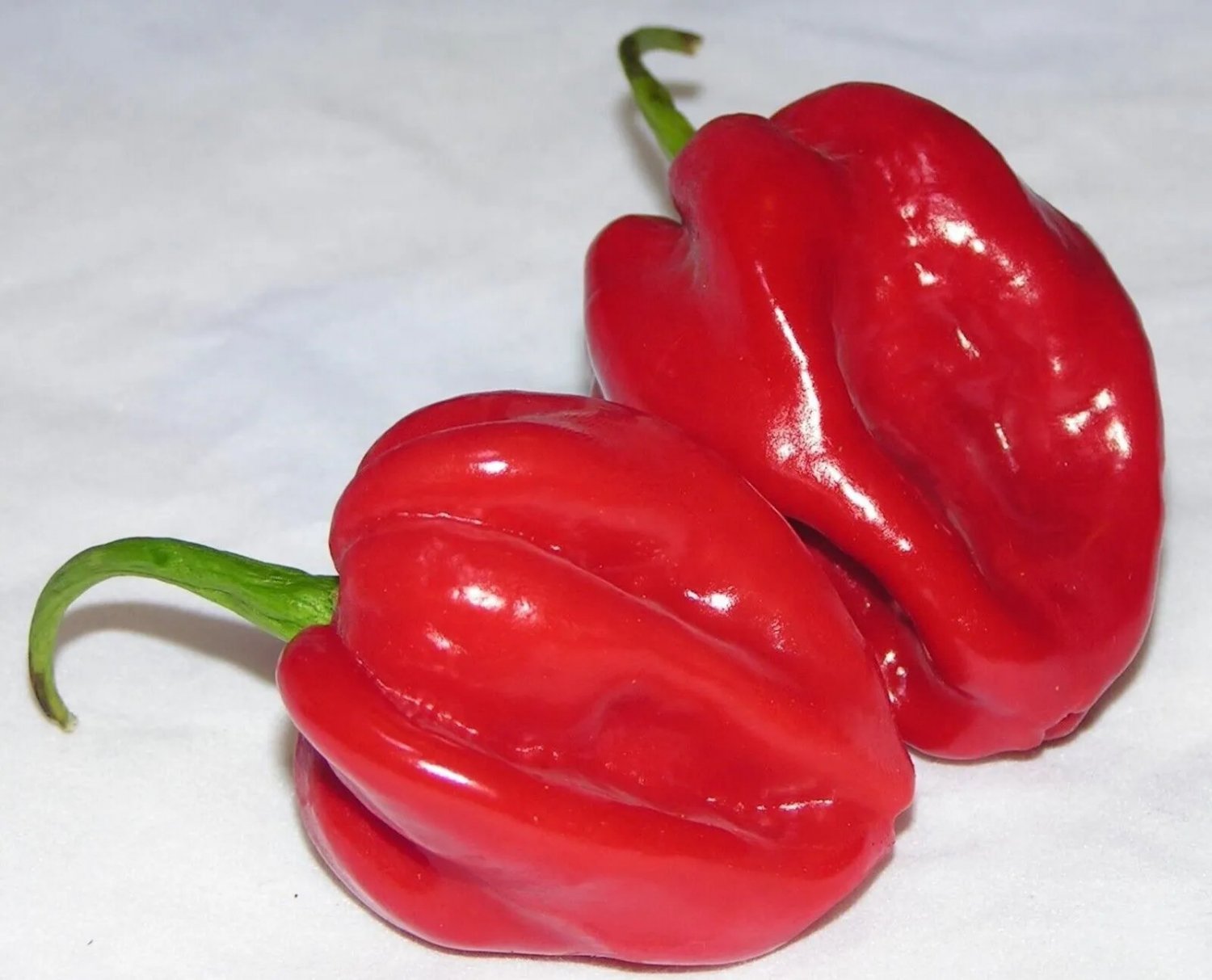 Red Habanero 30 Seeds Chili Chili Pepper Very Spicy Pepper