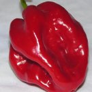 30 Red Habanero Seeds Very Spicy Pepper