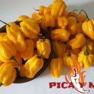 30 Habanero Yellow Seed Chile Seeds