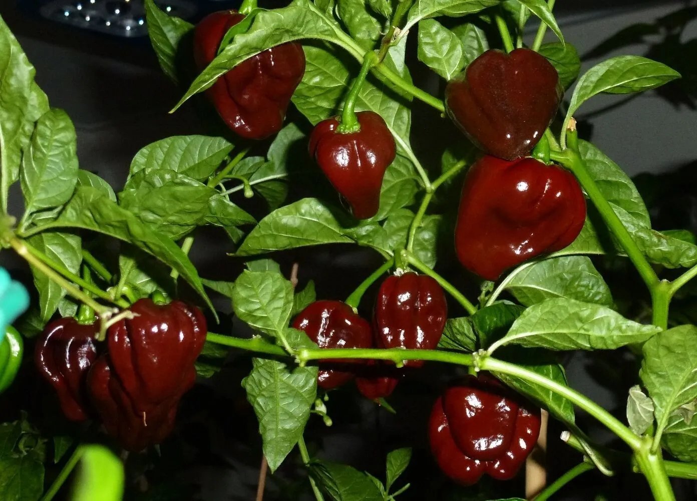 Habanero Chocolate 20 Seeds Seed Chile Very Spicy