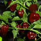 Habanero Chocolate 20 Seeds Seed Chile Very Spicy