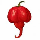 20 Extremely Spicy And Trinidad Moruga Scorpion Seeds