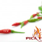 Bird'S Eye Bird Eye Chilli 30 Seeds Seeds Chili Peppers Piri Piri