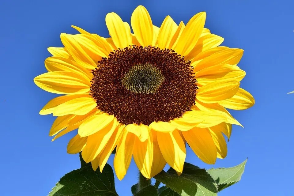 Sunflower Giant Single 40 Seeds