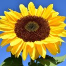 Sunflower Giant Single 40 Seeds