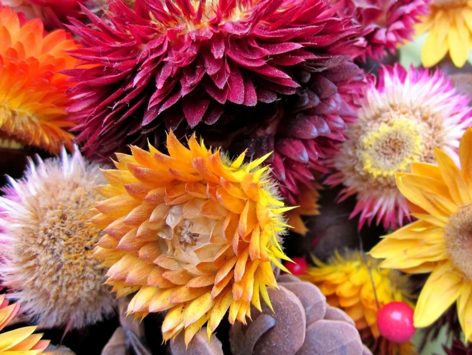 Everlasting Paper Daisy 250+ Seeds Strawflower Helichrysum Mixed Colours