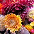 Everlasting Paper Daisy 250+ Seeds Strawflower Helichrysum Mixed Colours