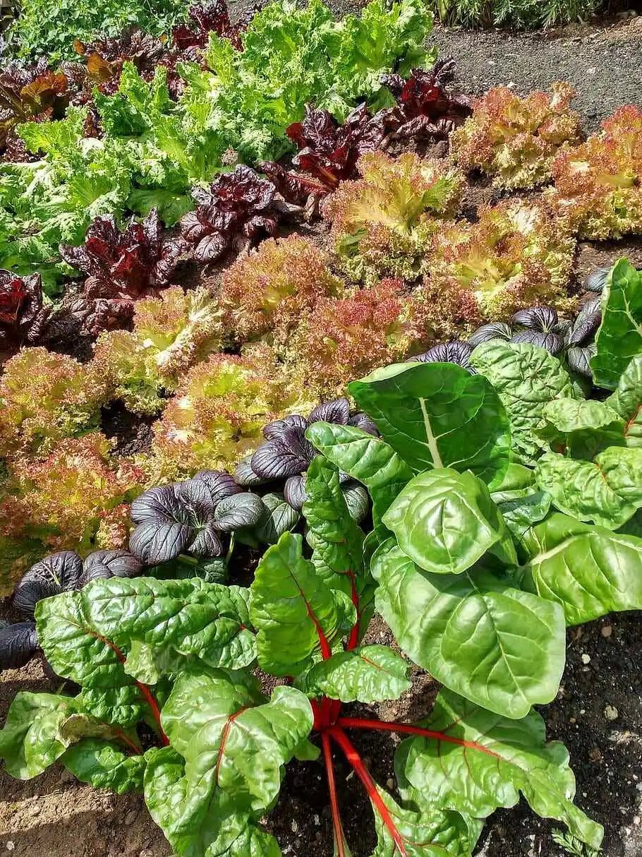 Lettuce Mixed 800 Seeds Salad Vegetable Mixed Leaves Gourmet