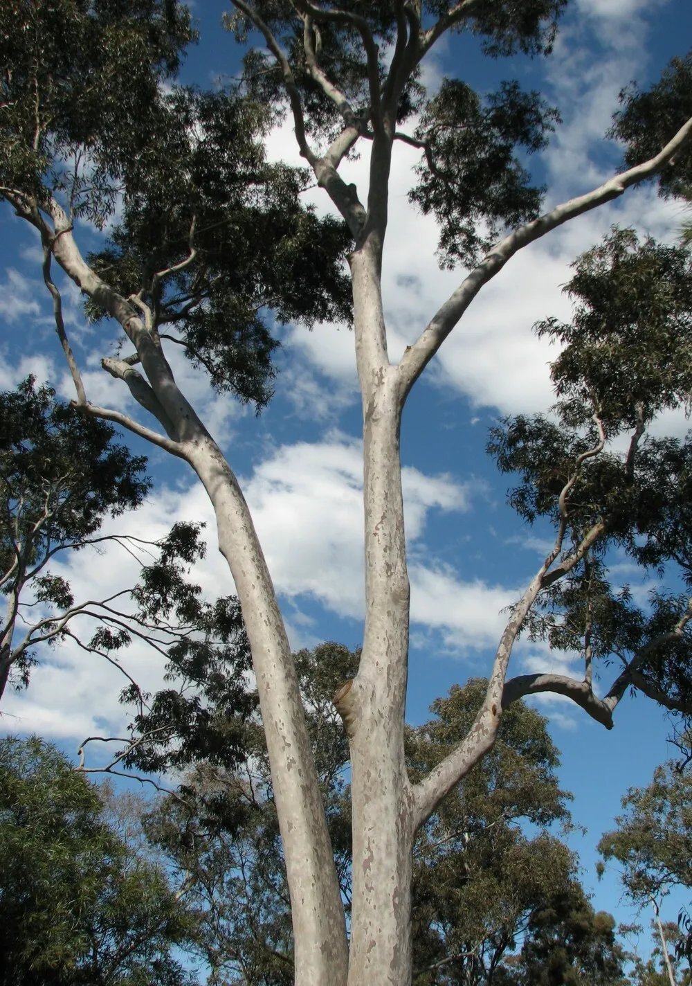Corymbia Maculata / Spotted Gum - 50 Seeds Eucalyptus