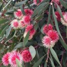 Hakea Laurina - Pincushion Hakea - 10 Seeds