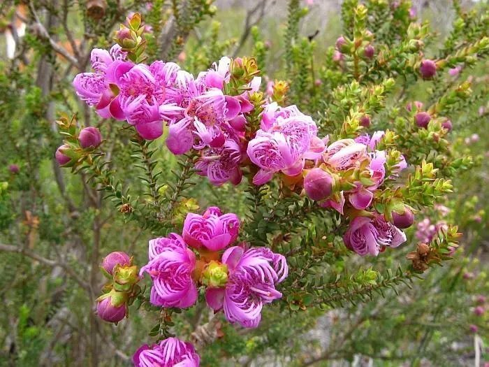 100 Melaleuca Pulchella Claw Honey Myrtle Seeds Australian Native