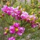 100 Melaleuca Pulchella Claw Honey Myrtle Seeds Australian Native