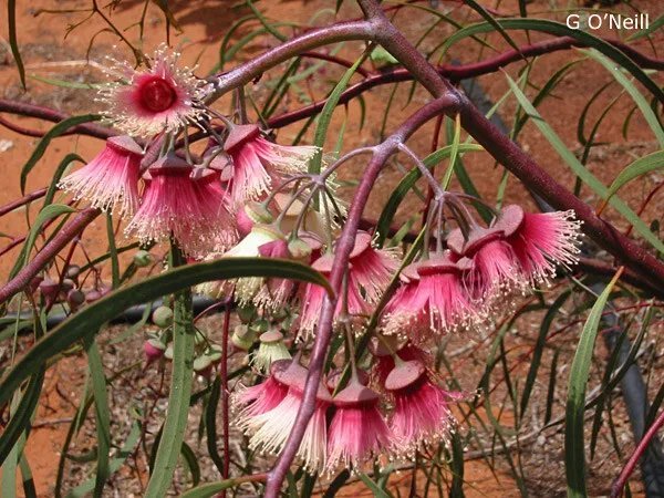 Jingymia Mallee - Eucalyptus Synandra - 50 Seeds