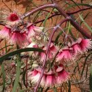 Jingymia Mallee - Eucalyptus Synandra - 50 Seeds