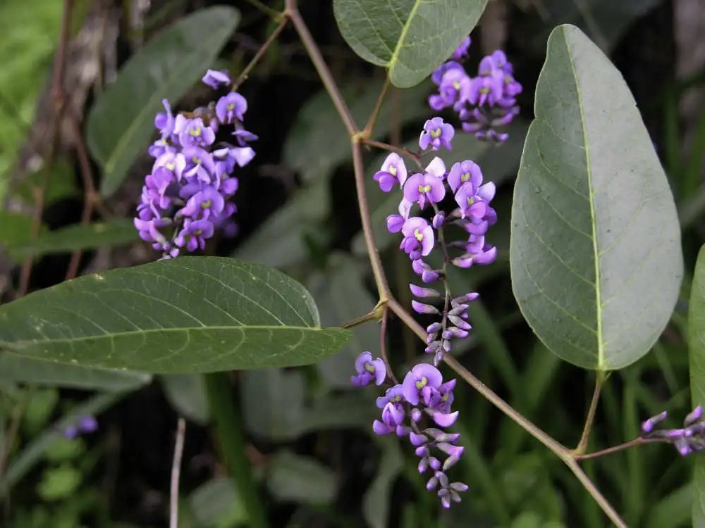Hardenbergia Violacea - Native Sarsaparilla Seeds Climber - 20 Seeds
