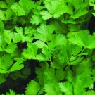 Parsley Italian Flat Leaf 500+ Seeds - Heirloom Herbs