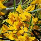 Raspberry Jam Wattle Acacia Acuminata Narrow Leaf Form 30 Seeds