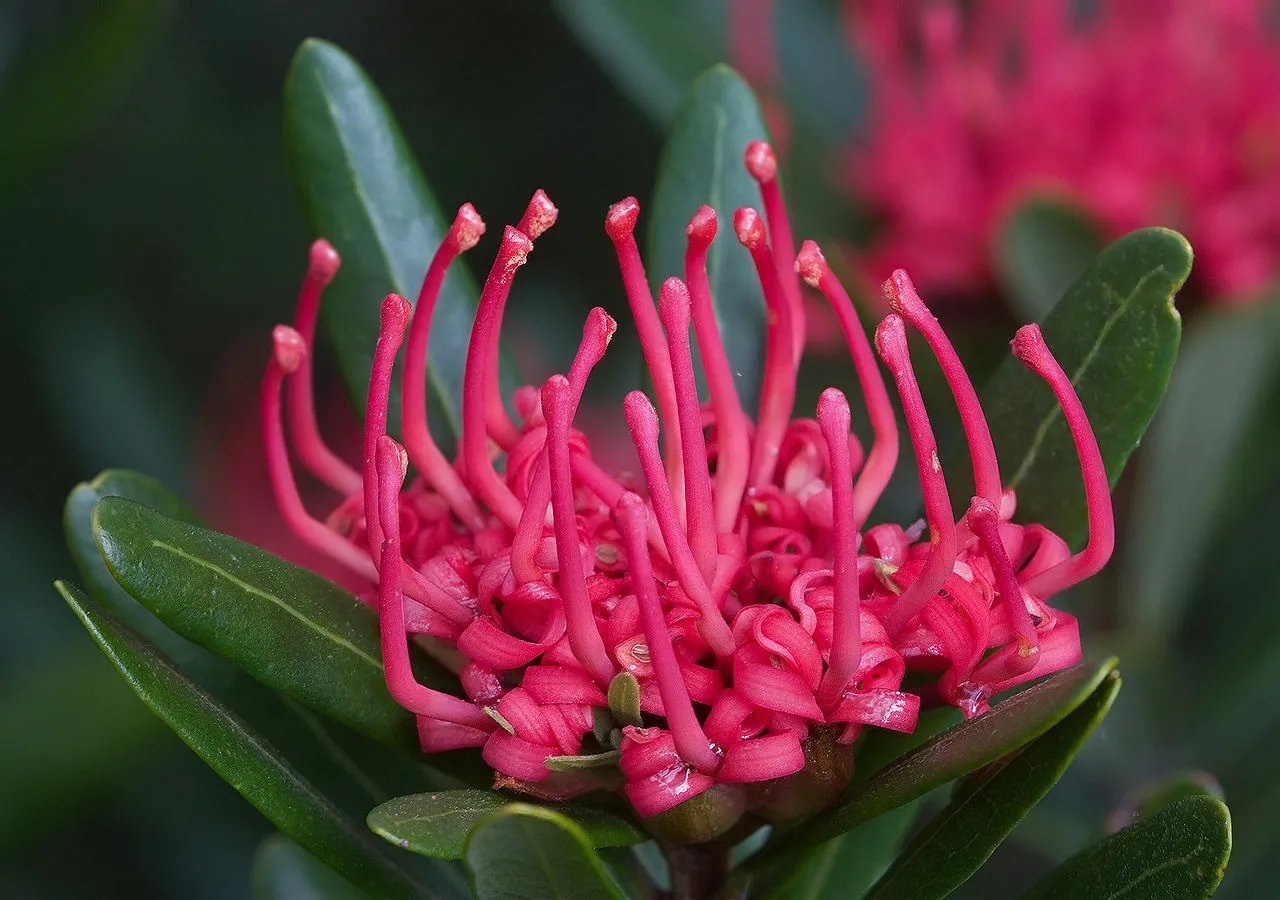 10 Telopea Truncata Seeds Tasmanian Waratah Fast Growing Native Frost Tolerant