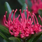 10 Telopea Truncata Seeds Tasmanian Waratah Fast Growing Native Frost Tolerant