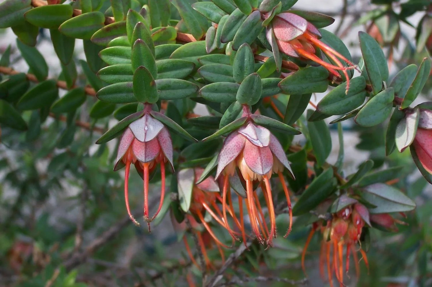 Darwinia Citriodora - Lemon-Scented Myrtle Drought Tolerant Australian Native
