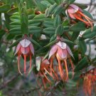 Darwinia Citriodora - Lemon-Scented Myrtle Drought Tolerant Australian Native