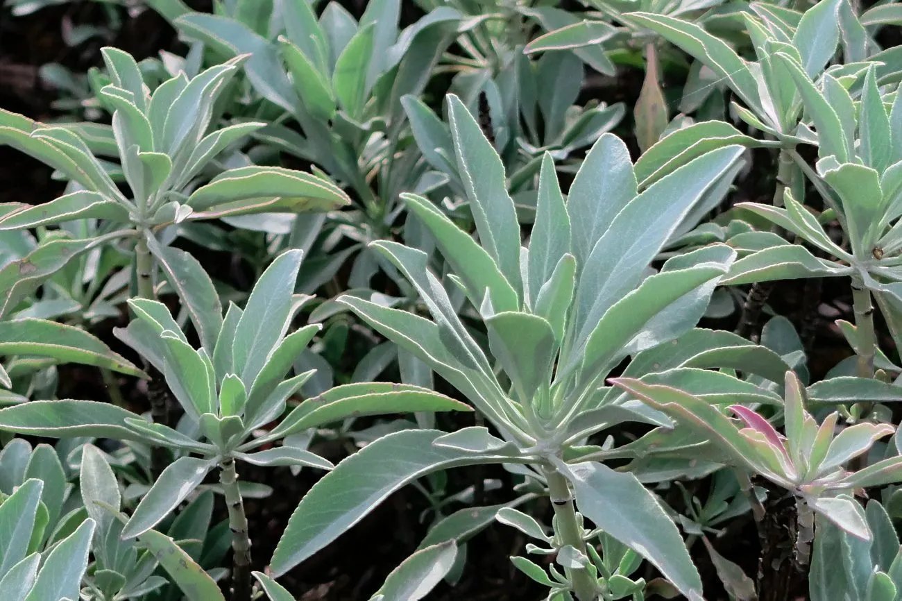 Salvia Apiana - White Sage Seeds - 10 Seed Pack