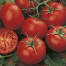 Tomato Money Maker 50 Seed Pack