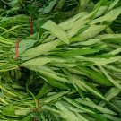 Kang Kong 20 Seeds - Water Spinach - Ipomea Aquatica