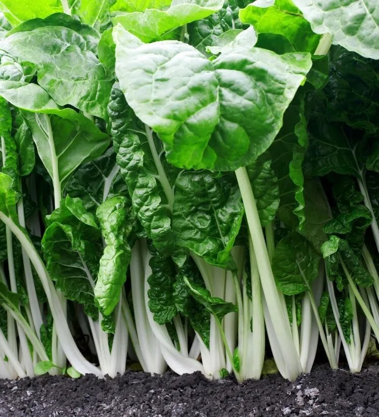 Silverbeet Fordhook Giant 50 Seeds Heirloom Vegetable Swiss Chard