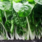Silverbeet Fordhook Giant 50 Seeds Heirloom Vegetable Swiss Chard