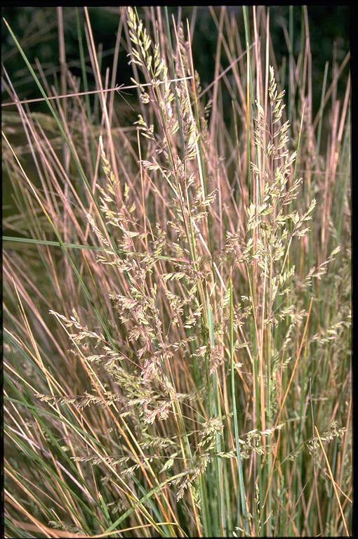 Poa Labillardieri Common Tussock Grass Native 50 Seed Pack