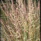 Poa Labillardieri Common Tussock Grass Native 50 Seed Pack