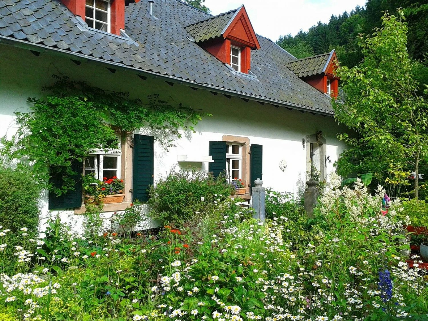 Flower Cottage Mix 500+ Seeds - Throw & Grow - 7 Different Flowers