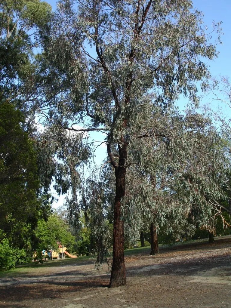 Eucalyptus Sideroxylon Rosea - Mugga Ironbark/Red Ironbark Rosea Form - 50 Seeds