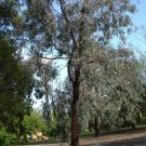 Eucalyptus Sideroxylon Rosea - Mugga Ironbark/Red Ironbark Rosea Form - 50 Seeds