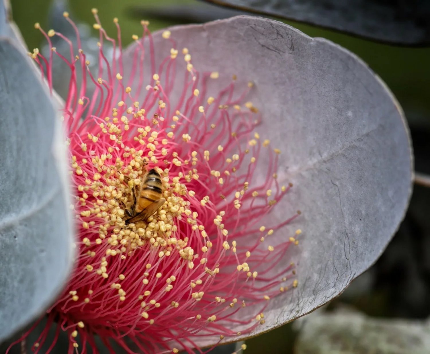 30 Eucalyptus Macrocarpa Australian Bush Rose Seeds