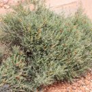 Enchylaena Tomentosa - Ruby Saltbush Or Barrier Saltbush - 30 Seed Pack