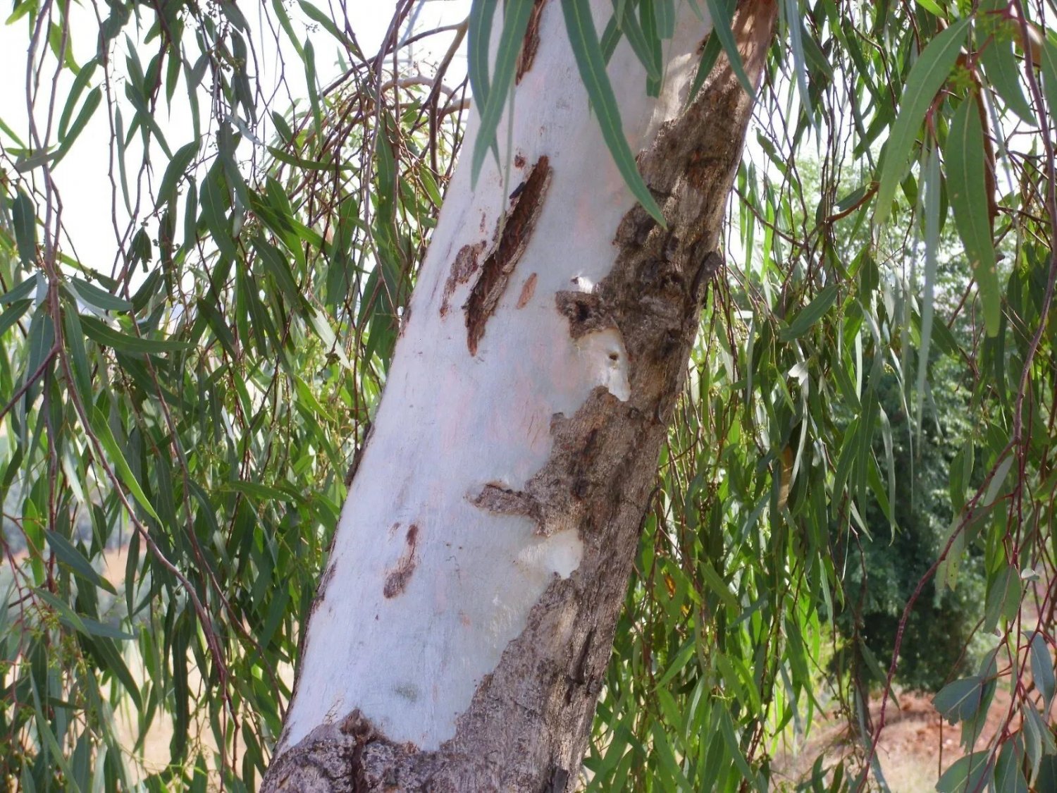 Eucalyptus Corymbia Gum Seeds Tree Citriodora Bonsai Lemon-Scented 50 Seeds