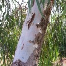 Eucalyptus Corymbia Gum Seeds Tree Citriodora Bonsai Lemon-Scented 50 Seeds