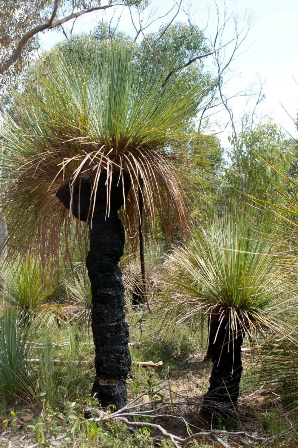 Xanthorrhoea Preissii Grass Tree Balga Native 20 Seed Pack
