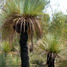 Xanthorrhoea Preissii Grass Tree Balga Native 20 Seed Pack