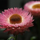 Everlasting Paper Daisy 2000 Seeds Xerochrysum (Helichrysum) Bracteatum Mixed