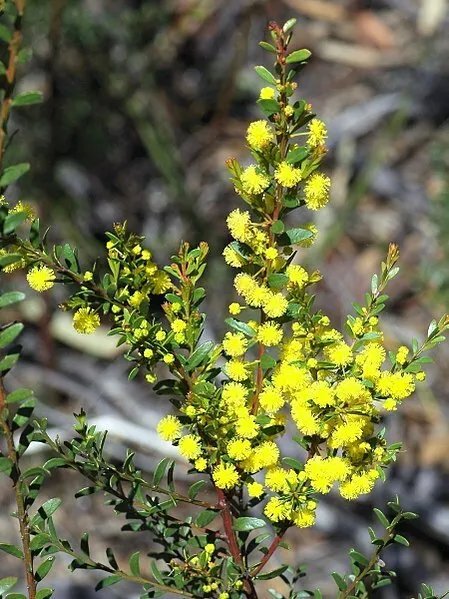 Gold Dust Wattle - Acacia Acinacea - 30 Seeds