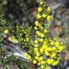 Gold Dust Wattle - Acacia Acinacea - 30 Seeds