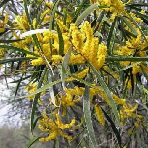 Acacia Acuminata - Raspberry Jam Wattle Australian Native 100 Seeds