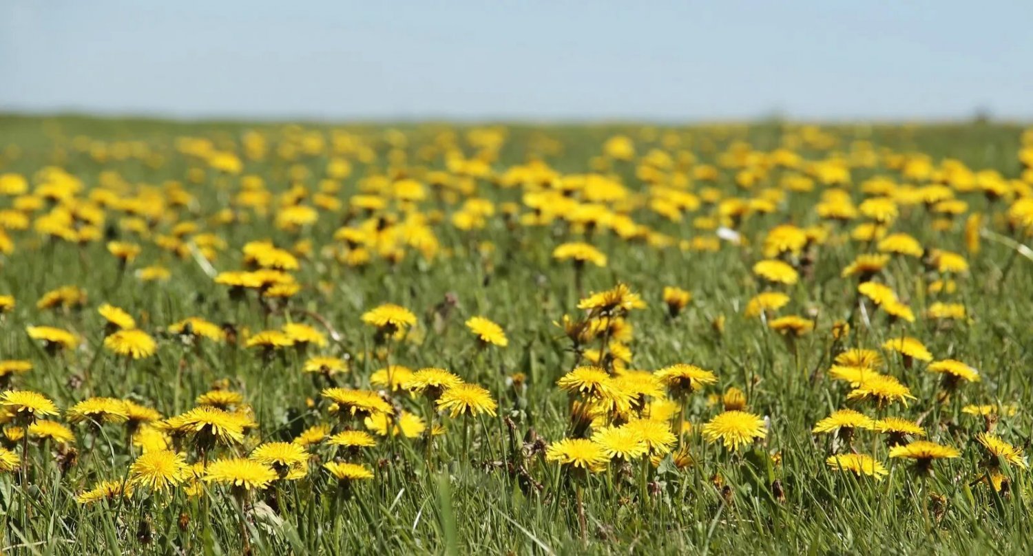 Dandelion 200 Seeds - Taraxacum Officinale