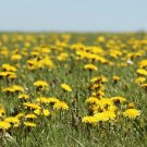 Dandelion 200 Seeds - Taraxacum Officinale